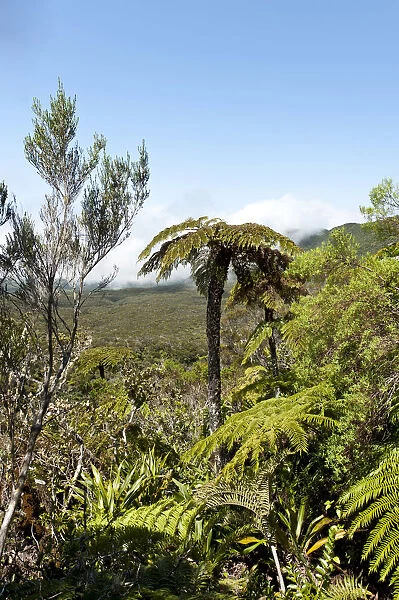 Tropical vegetation, Tree Fern -Cyatheales- in the mountain landscape below Piton des Neiges Mountain, 3069 m, near Cilaos, French Overseas Territory, La Reunion