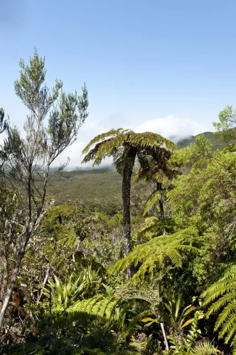 Framed Print : Tropical vegetation, Tree Fern -Cyatheales- in the mountain landscape below Piton des Neiges Mountain, 3069 m, near Cilaos, French Overseas Territory, La Reunion Framed Print : Tropical vegetation, Tree Fern -Cyatheales- in the mountain landscape below Piton des Neiges Mountain, 3069 m, near Cilaos, French Overseas Territory, La Reunion