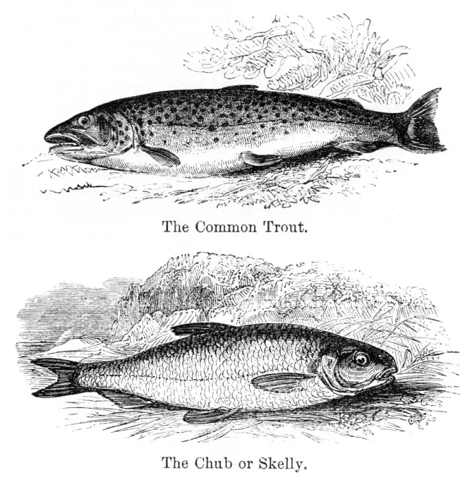 Framed Print : Trout and chub engraving 1878 Framed Print : Trout and chub engraving 1878