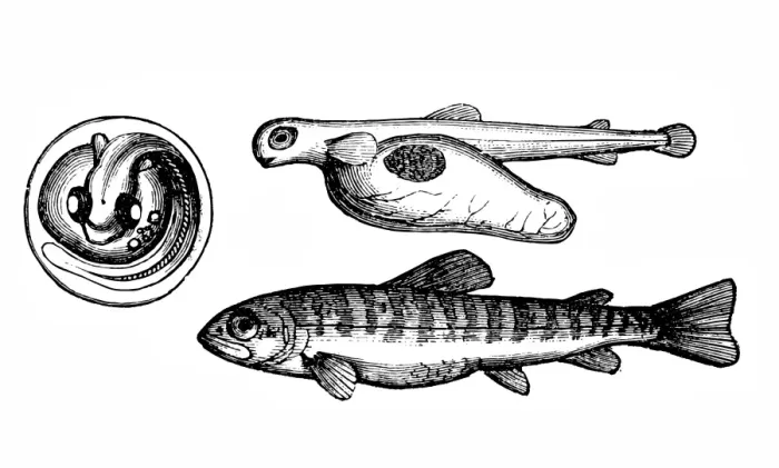 Framed Print : Trout development Framed Print : Trout development