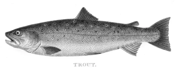 Framed Print : Trout engraving 1802 Framed Print : Trout engraving 1802