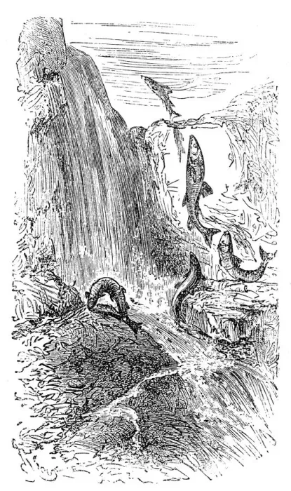 Framed Print : Trouts swimming upstream against the current Framed Print : Trouts swimming upstream against the current