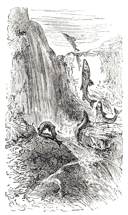 Framed Print : Trouts swimming upstream against the current Framed Print : Trouts swimming upstream against the current