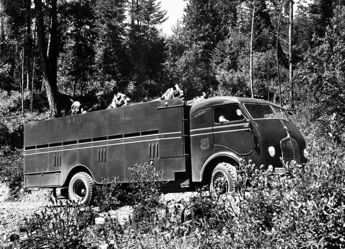 Framed Print : Truck Full of Mules