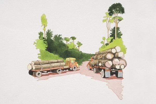 Two trucks loaded with stacked timber driving on forest path, rear view