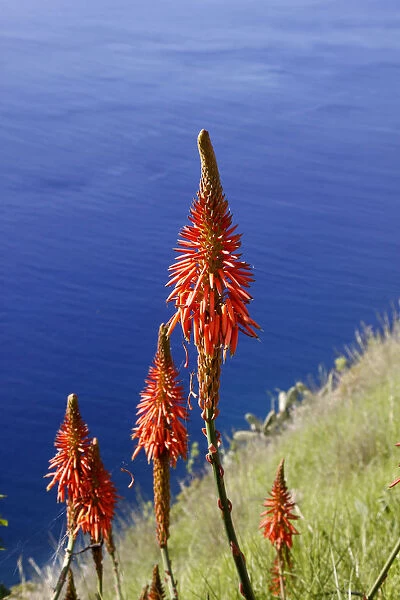 True Aloe (Aloe vera), Madalena do Mar, Madeira, Portugal, Atlantic, Europe