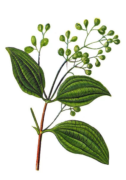 True cinnamon (Ceylon cinnamon)
