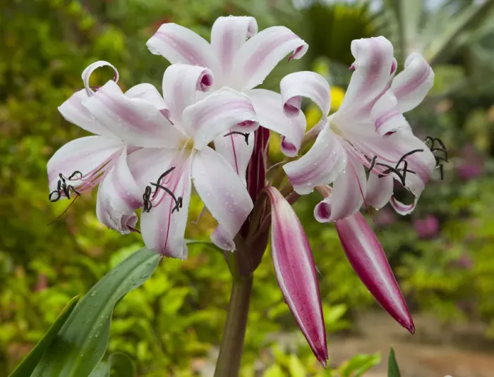 Framed Print : True Lily -Lilium-, blossom, Seychelles, Africa, Indian Ocean Framed Print : True Lily -Lilium-, blossom, Seychelles, Africa, Indian Ocean
