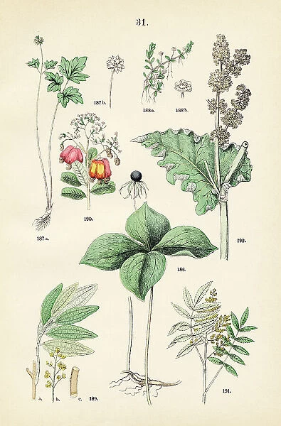 True lover's knot, musk root, water wort, bay laurel, cashew nut, sumac, chinese rhubarb - Botanical illustration 1883
