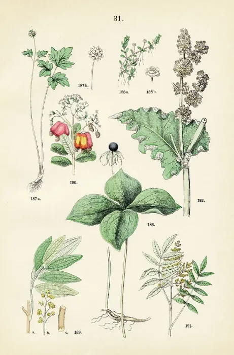 Framed Print : True lover's knot, musk root, water wort, bay laurel, cashew nut, sumac, chinese rhubarb - Botanical illustration 1883 Framed Print : True lover's knot, musk root, water wort, bay laurel, cashew nut, sumac, chinese rhubarb - Botanical illustration 1883
