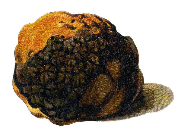truffle. Antique illustration of a Medicinal and Herbal Plants