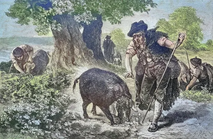 Framed Print : Truffle hunt with a truffle pig in Perigord, France, Historical, digitally restored reproduction from a 19th century original Framed Print : Truffle hunt with a truffle pig in Perigord, France, Historical, digitally restored reproduction from a 19th century original