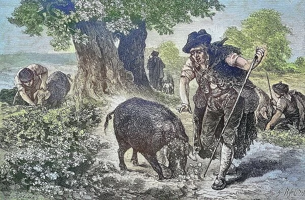 Truffle hunt with a truffle pig in Perigord, France, Historical, digitally restored reproduction from a 19th century original