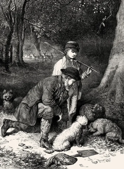 Framed Print : TRUFFLE HUNTING 1869 Framed Print : TRUFFLE HUNTING 1869