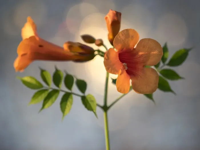 Framed Print : Trumpet creeper or Campsis radicans blossoms, illuminated by sunlight Framed Print : Trumpet creeper or Campsis radicans blossoms, illuminated by sunlight