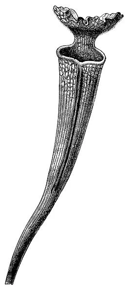 Trumpet Pitcher Plant (Sarracenia laciniata)