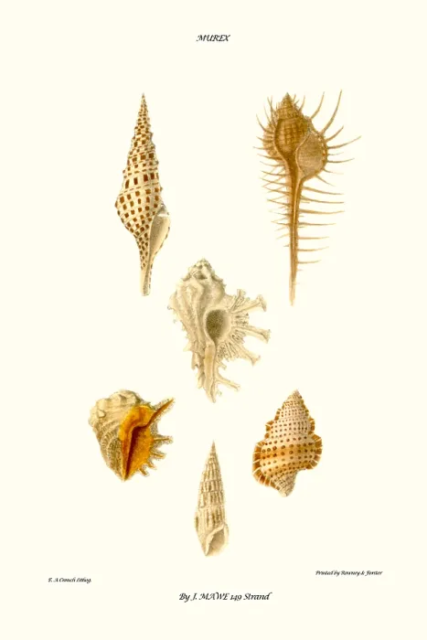 Framed Print : trumpet shells Framed Print : trumpet shells