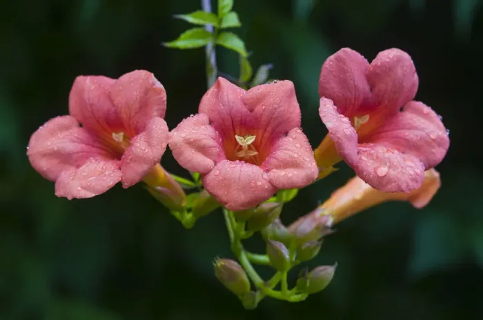 Framed Print : Trumpet vine (Campsis x tagliabuana Madame Galen ) Framed Print : Trumpet vine (Campsis x tagliabuana Madame Galen )