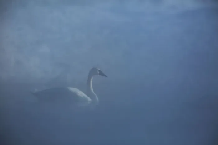 Framed Print : Trumpeter Swan Framed Print : Trumpeter Swan