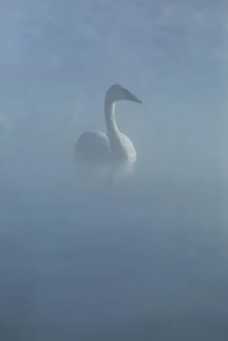 Framed Print : Trumpeter Swan Framed Print : Trumpeter Swan