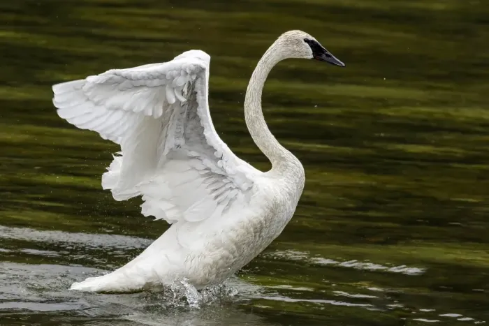 Framed Print : Trumpeter Swan with open wings Framed Print : Trumpeter Swan with open wings