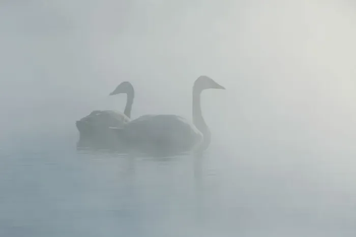 Framed Print : Trumpeter Swans Framed Print : Trumpeter Swans