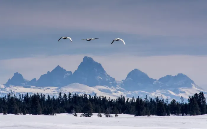 Framed Print : Trumpeter Swans (Cygnus buccinator) flying with Teton Range in background, Harriman Ranch, Idaho, USA Framed Print : Trumpeter Swans (Cygnus buccinator) flying with Teton Range in background, Harriman Ranch, Idaho, USA