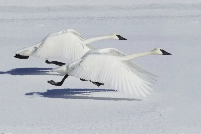 Framed Print : Trumpeter Swans (Cygnus buccinator) taking flight over snow, Yellowstone National Park, USA Framed Print : Trumpeter Swans (Cygnus buccinator) taking flight over snow, Yellowstone National Park, USA