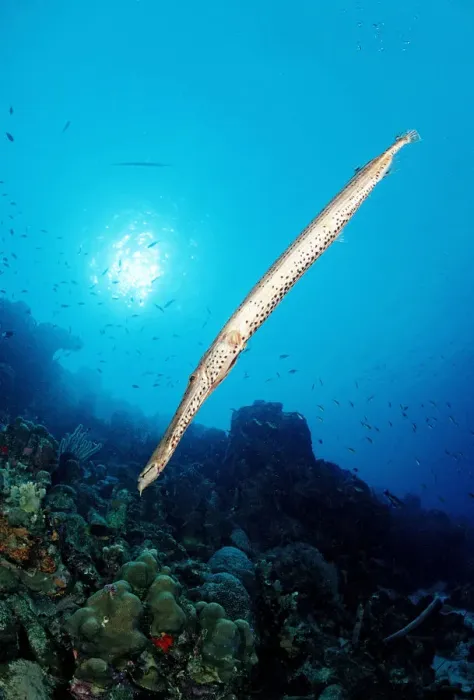 Framed Print : Trumpetfish (Aulostomus maculatus), Caribbean Sea, British Virgin Islands, Caribbean Framed Print : Trumpetfish (Aulostomus maculatus), Caribbean Sea, British Virgin Islands, Caribbean