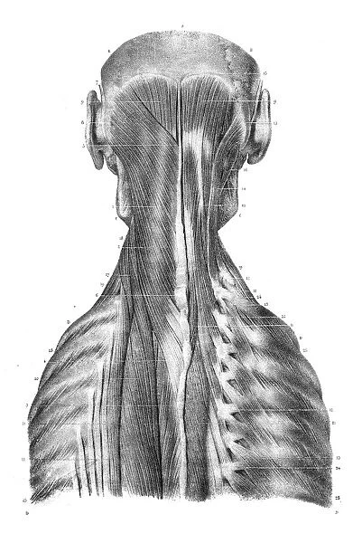 Back trunk anatomy engraving 1866