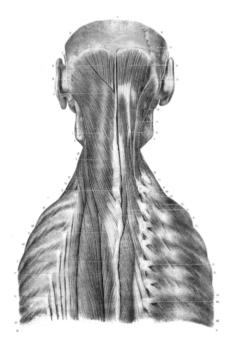 Framed Print : Back trunk anatomy engraving 1866 Framed Print : Back trunk anatomy engraving 1866