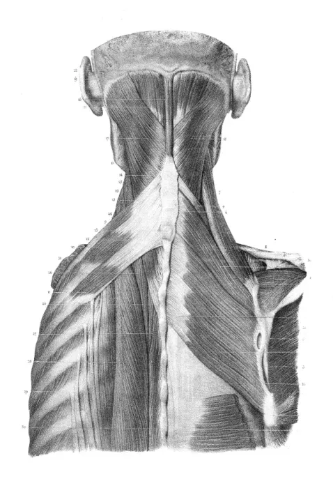 Framed Print : Back trunk anatomy engraving 1866