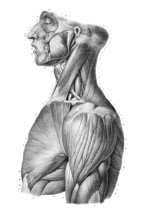 Framed Print : Side trunk anatomy engraving 1866 Framed Print : Side trunk anatomy engraving 1866