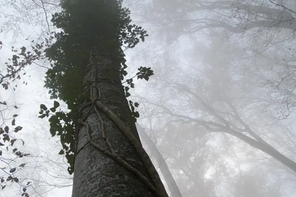 Prints of Trunk of a Beech -Fagus sp. -, entwined with a climbing plant
