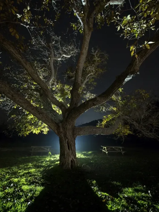 Framed Print : Trunk of a great walnut in a zone of picnic one autumn night Framed Print : Trunk of a great walnut in a zone of picnic one autumn night