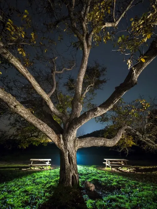 Framed Print : Trunk of a great walnut in a zone of picnic one autumn night Framed Print : Trunk of a great walnut in a zone of picnic one autumn night