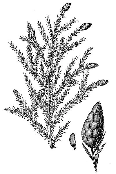 Tsuga canadensis, also known as eastern hemlock, eastern hemlock-spruce or Canadian hemlock