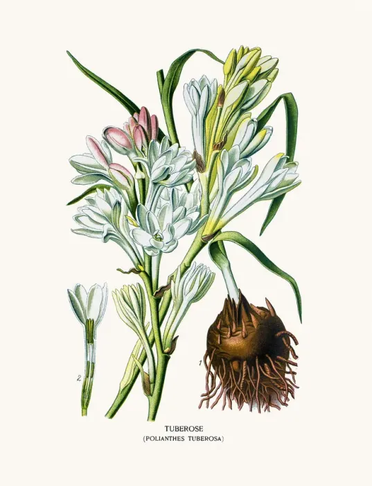 Framed Print : Tuberose house plant Framed Print : Tuberose house plant