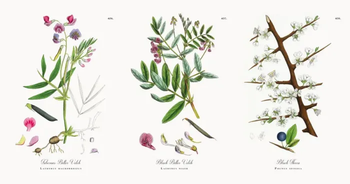 Framed Print : Tuberous Bitter Vetch, Lathyrus macrorrhizus, Victorian Botanical Illustration, 1863 Framed Print : Tuberous Bitter Vetch, Lathyrus macrorrhizus, Victorian Botanical Illustration, 1863