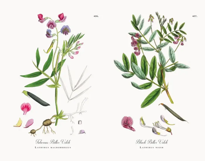 Framed Print : Tuberous Bitter Vetch, Lathyrus macrorrhizus, Victorian Botanical Illustration, 1863 Framed Print : Tuberous Bitter Vetch, Lathyrus macrorrhizus, Victorian Botanical Illustration, 1863