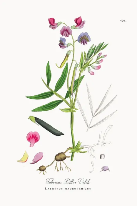 Framed Print : Tuberous Bitter Vetch, Lathyrus macrorrhizus, Victorian Botanical Illustration, 1863 Framed Print : Tuberous Bitter Vetch, Lathyrus macrorrhizus, Victorian Botanical Illustration, 1863