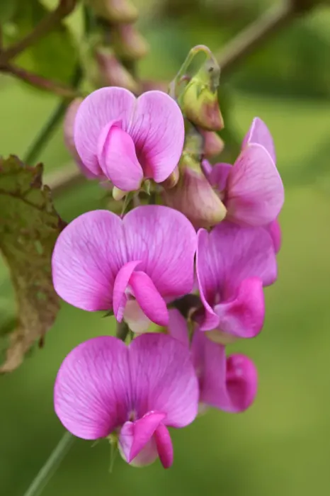 Framed Print : Tuberous Pea -Lathyrus tuberosus-, Zug, Switzerland, Europe Framed Print : Tuberous Pea -Lathyrus tuberosus-, Zug, Switzerland, Europe