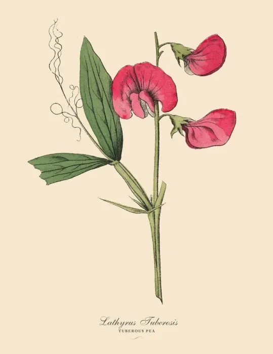 Framed Print : Tuberous Pea, Legumes, Victorian Botanical Illustration Framed Print : Tuberous Pea, Legumes, Victorian Botanical Illustration