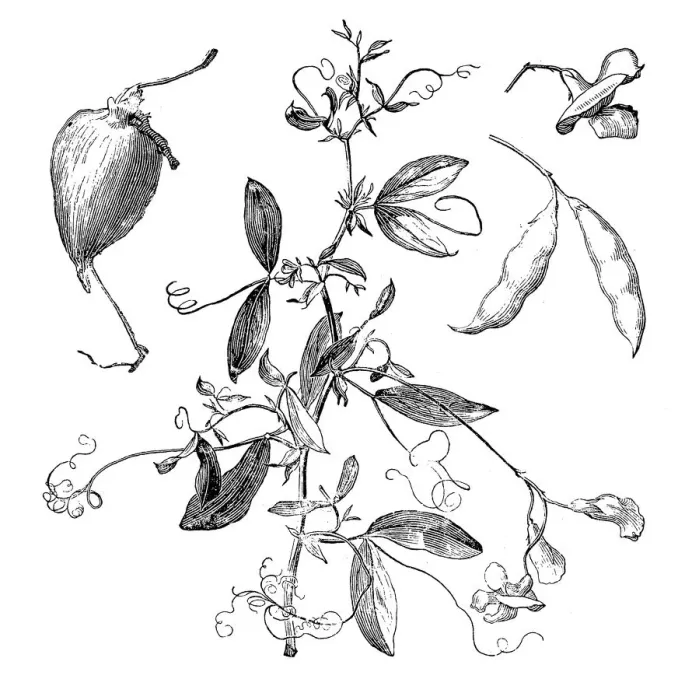 Framed Print : The tuberous pea, tuberous vetchling, earthnut pea, or aardaker (Lathyrus tuberosus) Framed Print : The tuberous pea, tuberous vetchling, earthnut pea, or aardaker (Lathyrus tuberosus)
