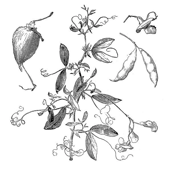 The tuberous pea, tuberous vetchling, earthnut pea, or aardaker (Lathyrus tuberosus)