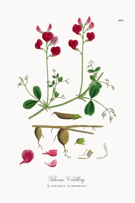 Framed Print : Tuberous Vetchling, Lathyrus tuberosus, Victorian Botanical Illustration, 1863 Framed Print : Tuberous Vetchling, Lathyrus tuberosus, Victorian Botanical Illustration, 1863