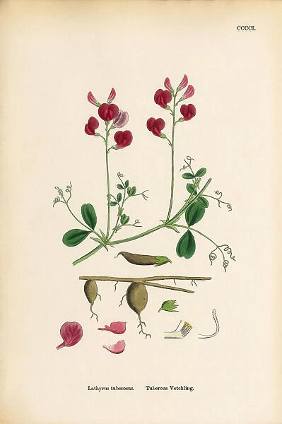 Tuberous Vetchling, Lathyrus tuberosus, Victorian Botanical Illustration, 1863