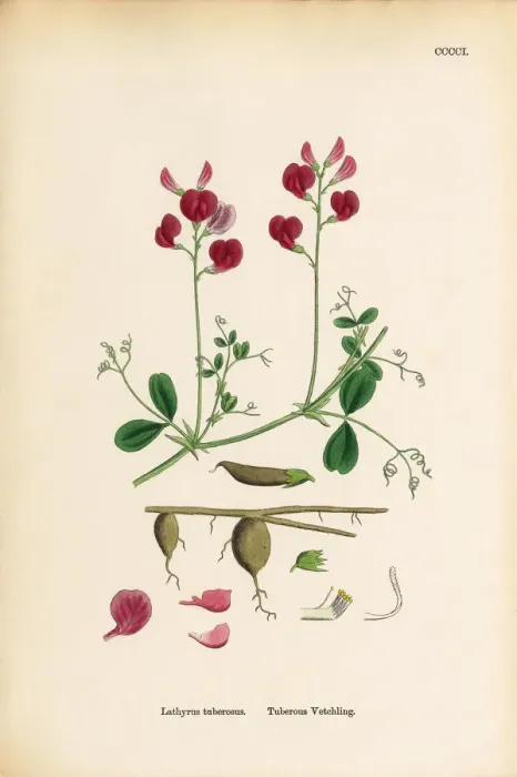 Framed Print : Tuberous Vetchling, Lathyrus tuberosus, Victorian Botanical Illustration, 1863