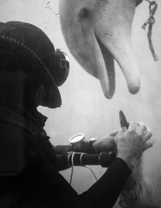 Framed Print : Tuffy And Diver John Reaves Train In Open Ocean For Sealab II Project Framed Print : Tuffy And Diver John Reaves Train In Open Ocean For Sealab II Project