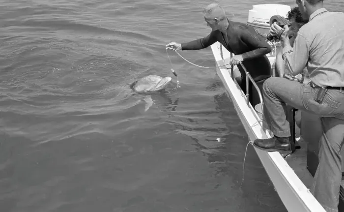 Framed Print : Tuffy Trains While Wearing A Harness To Collect Oceanic And Dolphin Data Framed Print : Tuffy Trains While Wearing A Harness To Collect Oceanic And Dolphin Data
